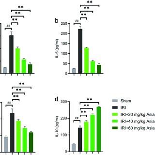 Asiaticoside Inhibited The Inflammation In Renal Ischemia Reperfusion