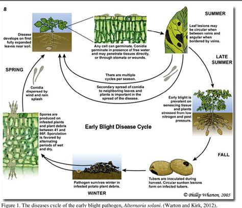 Review On Early Blight Alternaria Spp Of Potato Disease And Its