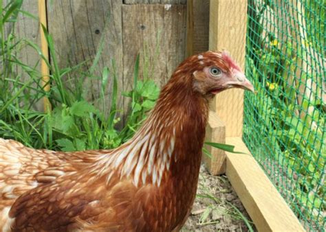 Lohmann Brown Chicken: Breed Profile - The Happy Chicken Coop