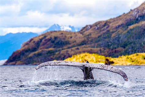 Southern Patagonia: Glaciers, Fjords & Wildlife - Sunstone Tours & Cruises