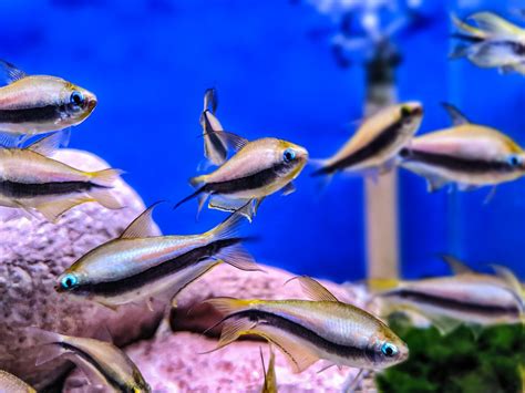 Emperor Tetra Sweet Knowle Aquatics Online Shop