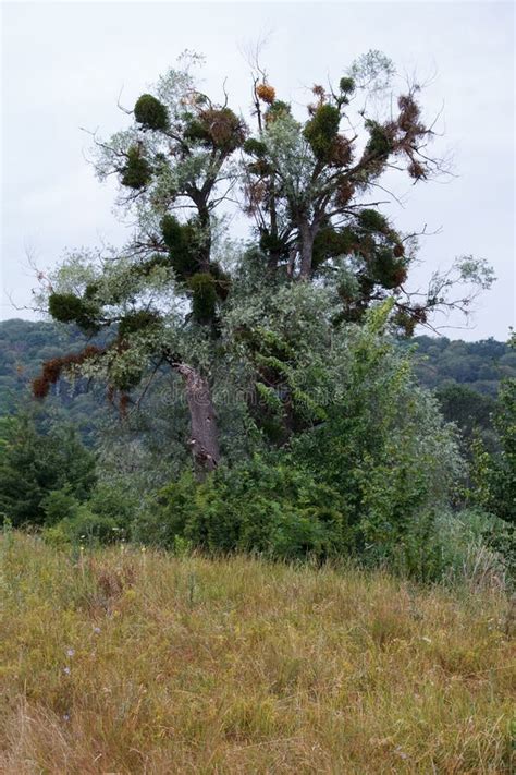 Parasitic mistletoe plant stock image. Image of tree - 123059449