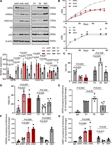 Sirt Protects Smooth Muscle Cells From Senescence And Reduces