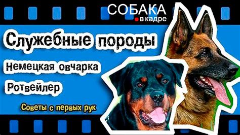 Немецкая овчарка. Ротвейлер. Советы с первых рук. - YouTube
