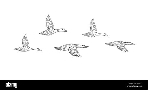 Vector hand drawn sketch flock of flying duck isolated on white ...