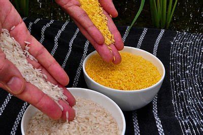 Golden Rice Farmer GMO Controversy BORGEN