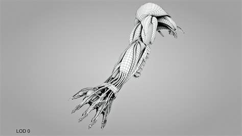 Complete Human Arm Anatomy 3d Model Turbosquid 1925121