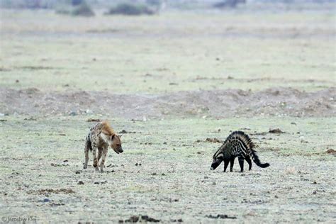 African civet - Africa Geographic