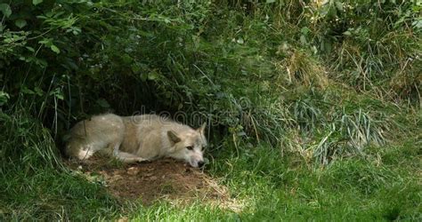 arctic wolf den stock   royalty  stock