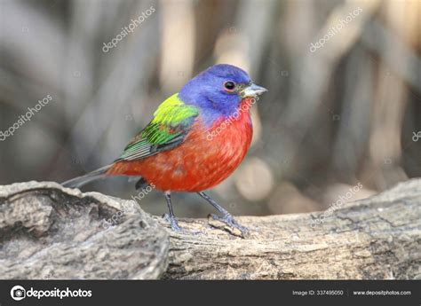 Colorful Painted Bunting Passerina Ciris Ground Stock Photo By