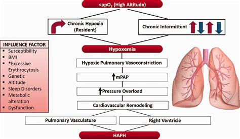 Longterm Chronic Intermittent Hypoxia A Particular Form Of Chronic