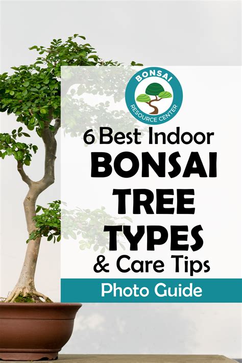 6 Best Indoor Bonsai Tree Types and Care Tips | Indoor bonsai tree, Bonsai tree, Bonsai tree types