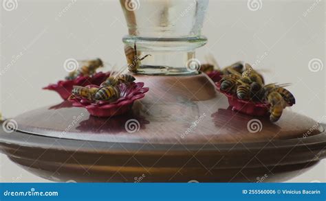 Bees Feeding on the Hummingbird Feeder Stock Footage - Video of nectar ...