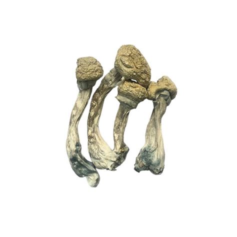 Cogumelos mágicos desidratado comprar 6g Albinos Psilocybe Cubensis