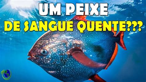 IncrÍvel Existe Peixe De Sangue Quente Sim Descubra O Opah O