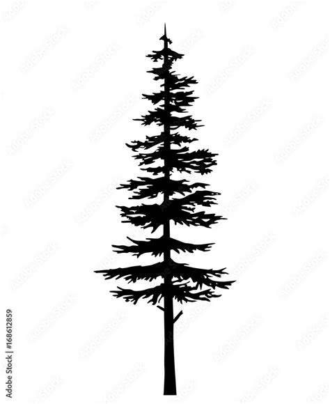 Conifer fir tree black silhouette. Tree pine silhouette, vector ...