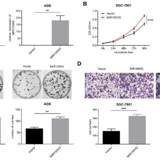 MIR155HG Overexpression Promotes Proliferation And Migration In GC