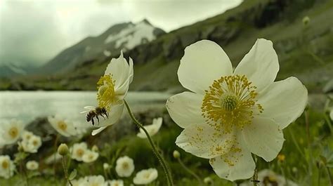 Premium Photo Professional Colorgraded Bee In Flower