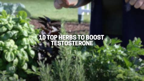 Top Herbs That Boost Testosterone Levels Great Green Wall