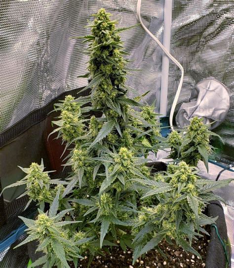 Buy Sweet Gelato Auto Feminized Seeds By Sweet Seeds Herbies Seeds