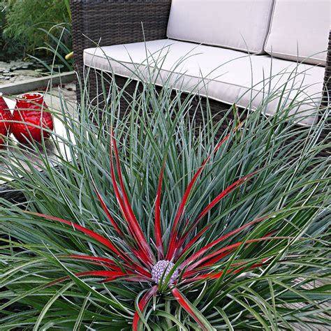 Buy ornamental shrubs now Bromelia Fascicularia 'Bicolor' Green-Red