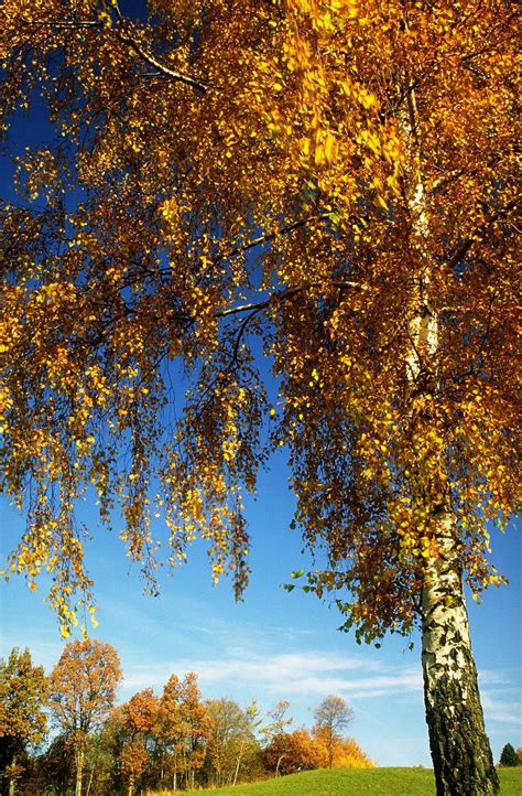 how to kill clover in lawn 8