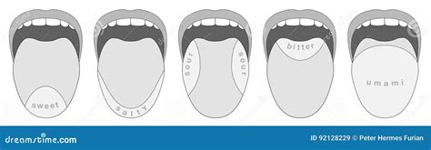 Papilas Gustativas De La Lengua Cinco Reas Del Gusto Ilustraci N Del