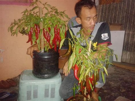 Caradex Organic Fertilizer Testimoni Tanaman Lada Kuantan