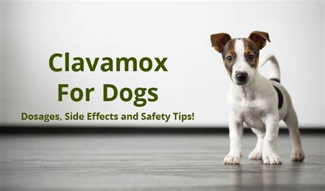 Clavamox for Dogs – Dosages, Side Effects and Safety Tips!