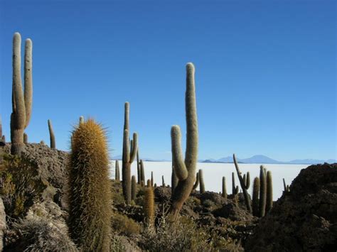 C Mo Plantar Cactus