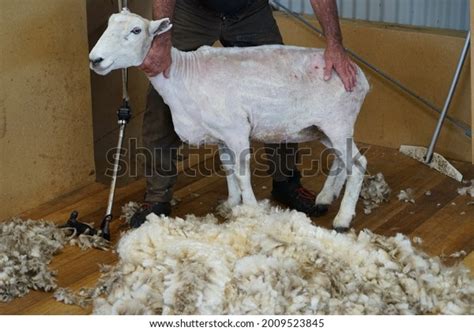 Done Merino Sheep Royalty Free Images Stock Photos Pictures