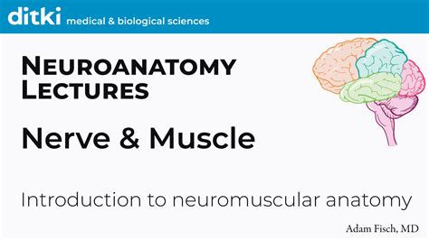 Neuroanatomy Nerve And Muscle Slides Ditki Medical And Biological Sciences