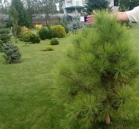 Сосна желтая скальная (50 семян).