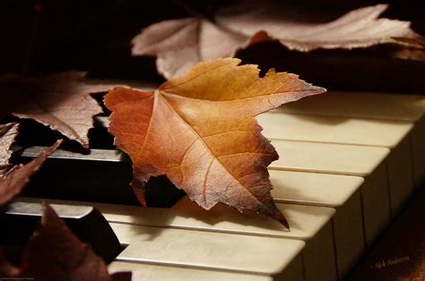 Autumn Piano 13 Photograph by Mick Anderson - Pixels