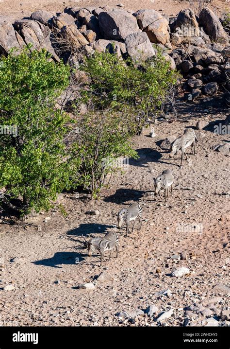 Group Of Hartmann S Mountain Zebras Equus Zebra Hartmannae Between