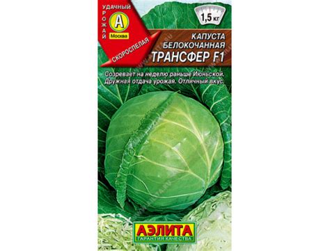 Капуста трансфер описание сорта - фото