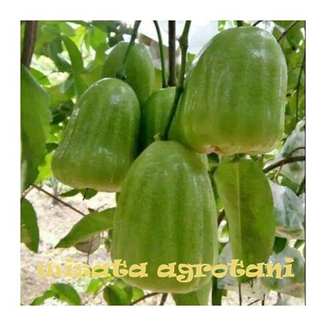 Jual Bibit Jambu Air Super Green WISATA AGROTANI Shopee Indonesia