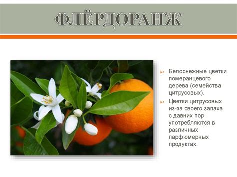 Флёрдоранж. Белоснежные цветки - презентация онлайн