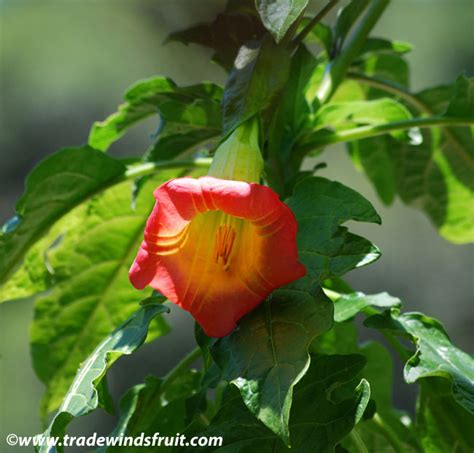 Red Angels Trumpet Brugmansia Sanguinea Seeds