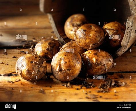 Potatoes Hi Res Stock Photography And Images Alamy