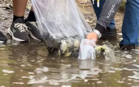 Cerca De Mil Filhotes De Peixes S O Soltos No Rio Piracicaba Para