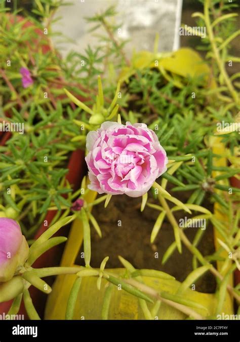 Portulaca Grandiflora Portulaca Moss Rose Planta Solar Rosa Solar