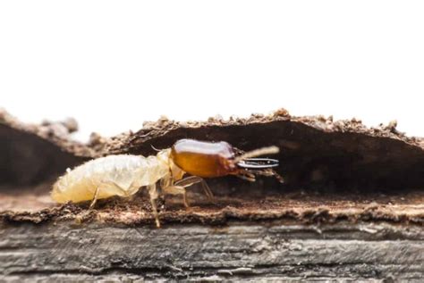 Reasons Why Termites Come Out At Night How To Stop Them Pest Pointers