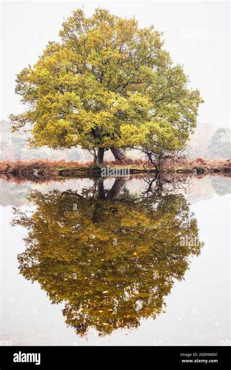 Oak Woodland High Resolution Stock Photography And Images Alamy