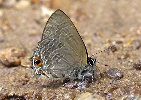 Indigo Ciliate Blue Anthene Rubricinctus