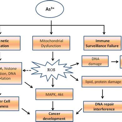 Underlying Mechanisms Of Arsenic Induced Malignant Transformation