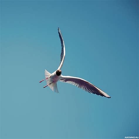 Полет птицы - фото и картинки: 57 штук