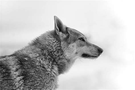 Gray Wolf Howling Stock Photos, Pictures & Royalty-Free Images - iStock