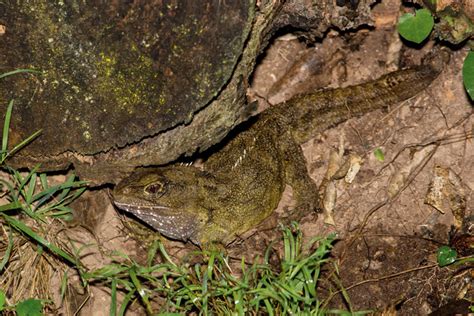 The Tuatara Of New Zealand - Reptiles Magazine