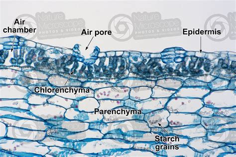 Marchantia polymorpha. Common liverwort. Thallus. Transverse section. 250X - Thallus ...